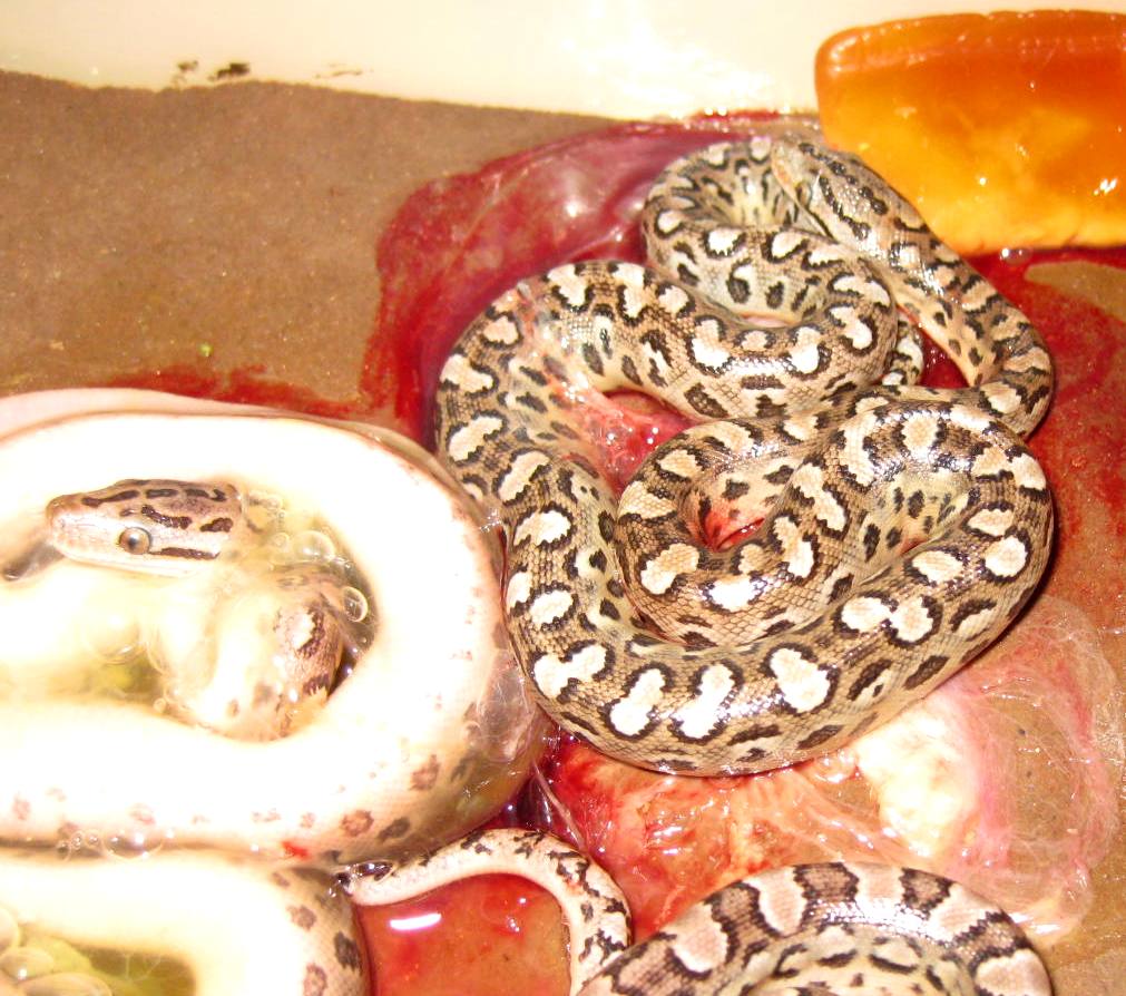 alvarezi litter