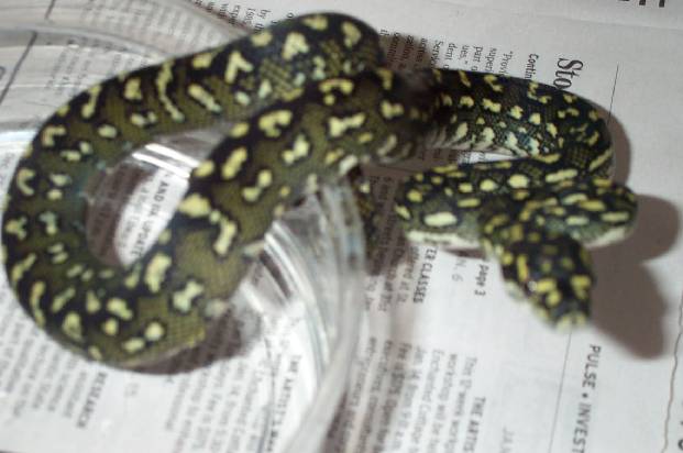 2002 3/4 Diamond Python