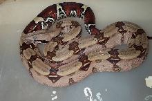 2002 Surinam Redtail Boa