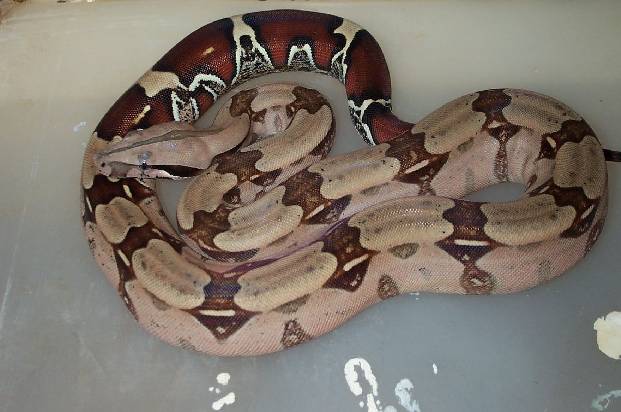 2002 Surinam Redtail Boa