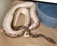 Gravid Epicrates cenchria alvarezi