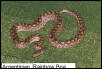 Argentinian Rainbow Boa