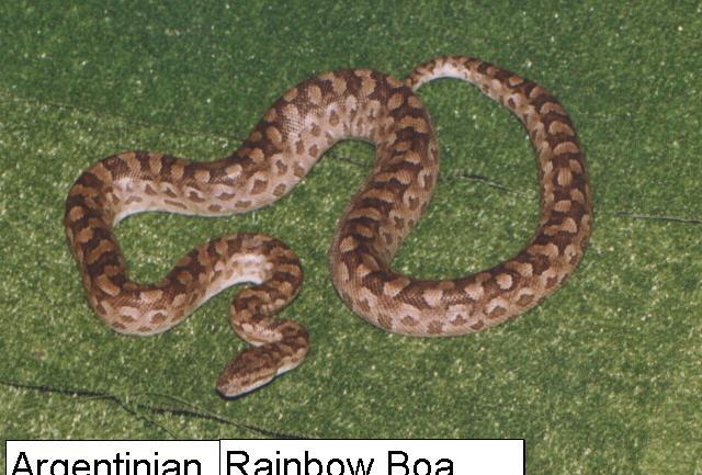 Argentinian Rainbow Boa