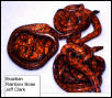 Adult Brazilian Rainbow Boas
