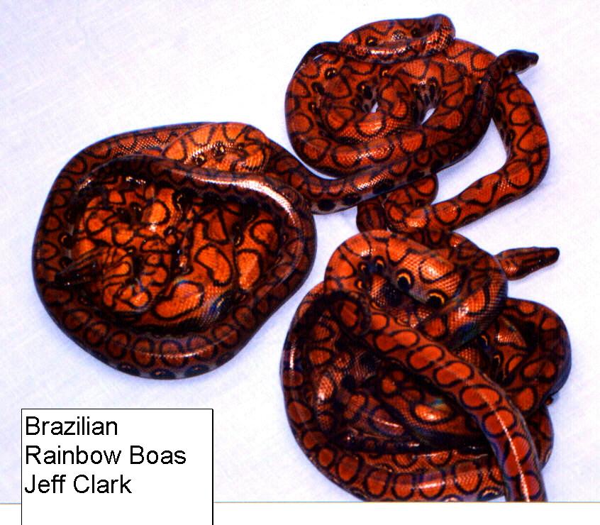 Adult Brazilian Rainbow Boas
