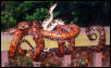 Breeder Male Brazilian Rainbow Boas