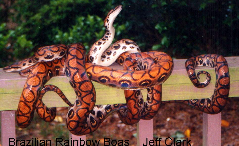 Breeder Male Brazilian Rainbow Boas