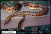 Breeder female BRB