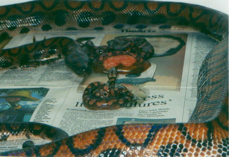 Birthin babies!
