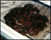 Litter of BRBs