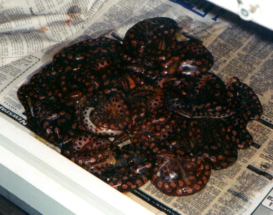 Litter of BRBs