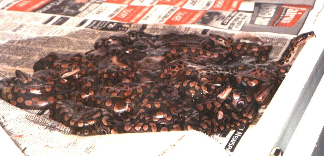 New Litter of BRBs
