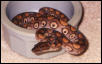 Brazilian Rainbow Boa with prominent "bullseyes"