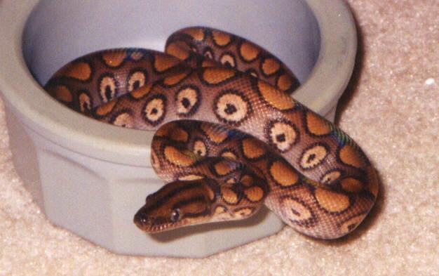 Brazilian Rainbow Boa with prominent "bullseyes"