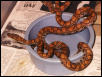 Young Brazilian Rainbow Boas