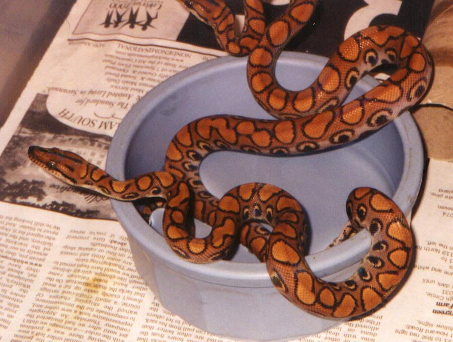Young Brazilian Rainbow Boas