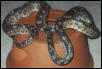 Paraguyan? Rainbow Boa