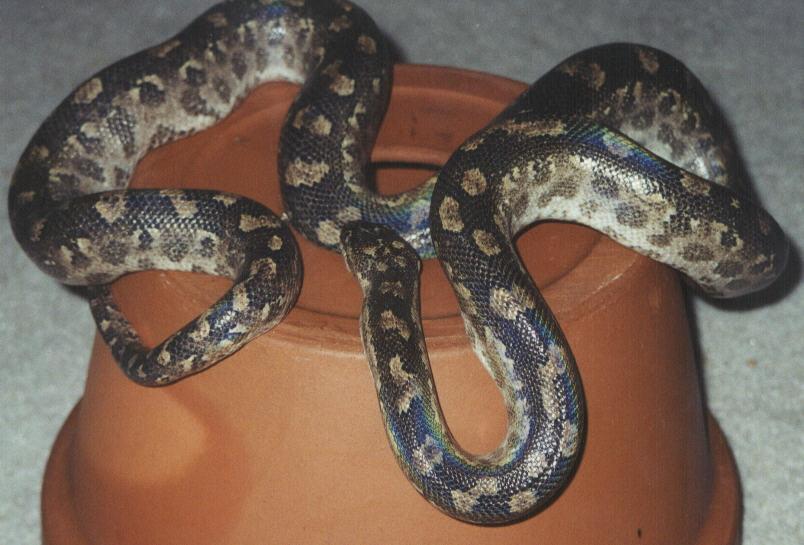Paraguyan? Rainbow Boa