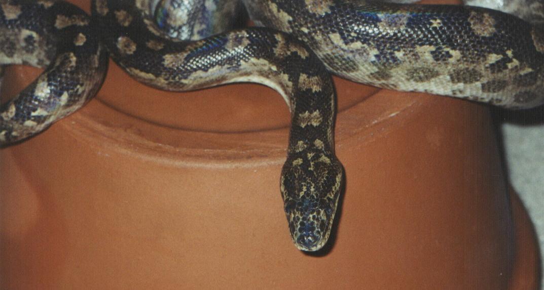 Paraguayan? Rainbow Boa
