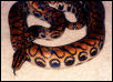 Peruvian Rainbow Boa