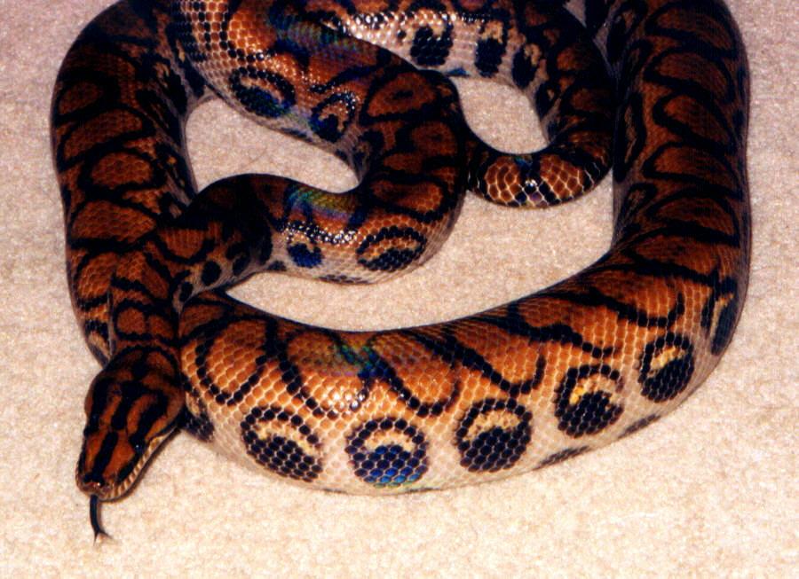Peruvian Rainbow Boa