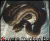 Guyanan Rainbow Boa