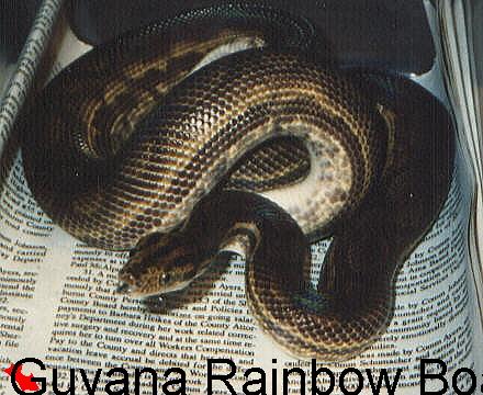 Guyanan Rainbow Boa