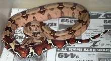 2002 Surinam Redtail Boa
