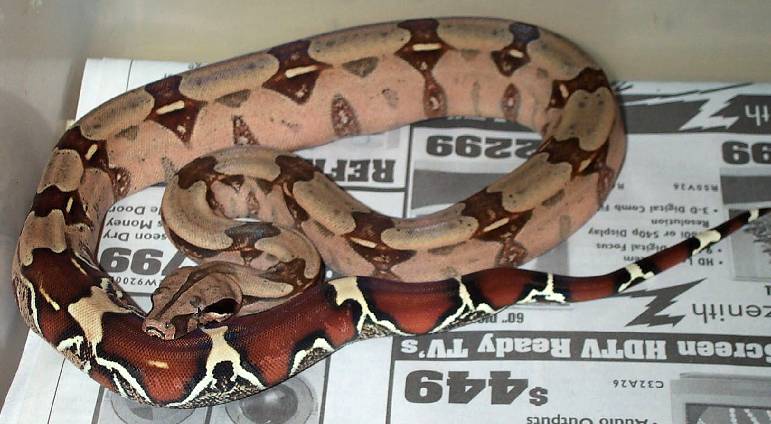2002 Surinam Redtail Boa