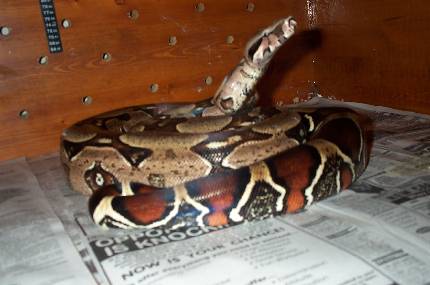 5 yr old male Surinam Redtail Boa