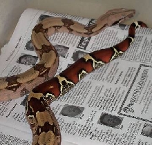 Yearling female Surinam Redtail Boa
