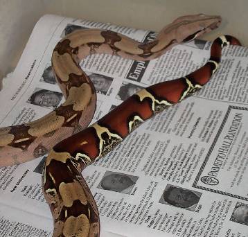 Yearling female Surinam Redtail Boa