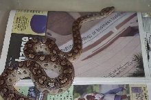 3 year old male Argentinian Rainbow Boa
