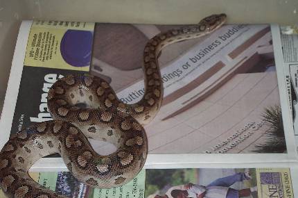 3 year old male Argentinian Rainbow Boa