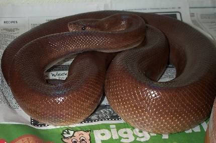 Colombian Rainbow Boa