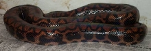3 year old Isla Marajo Rainbow Boa