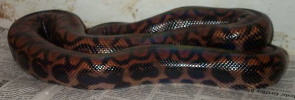 3 year old Isla Marajo Rainbow Boa