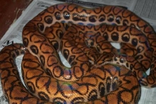 Adult Peruvian Rainbow Boas