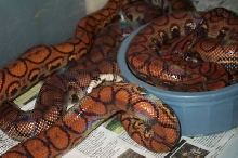 Brazilian Rainbow Boas