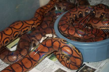 Brazilian Rainbow Boas