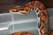 Female Peruvian Rainbow Boa