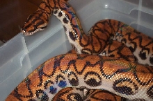 Female Peruvian Rainbow Boa