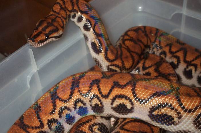 Female Peruvian Rainbow Boa