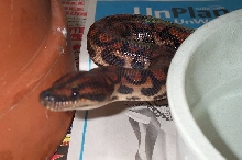 Isla Marajo Rainbow Boa