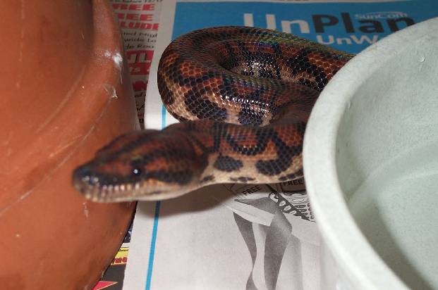 Isla Marajo Rainbow Boa