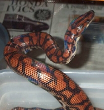 Another female Isla Marajo Rainbow Boa
