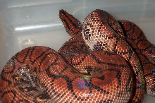 Male Peruvian Rainbow Boa