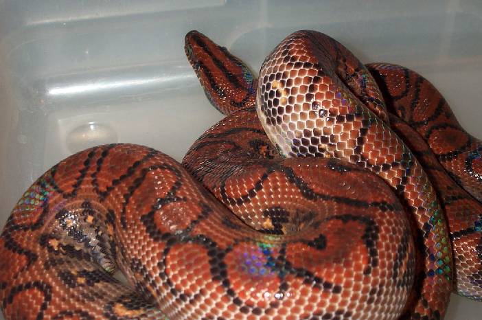 Male Peruvian Rainbow Boa