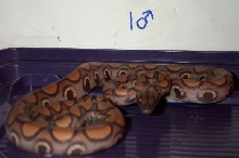 2002 male BRB