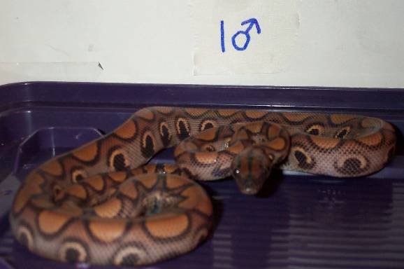 2002 male BRB